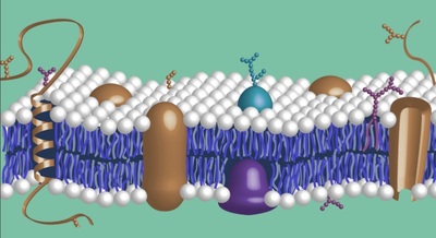 High Purity Reagents for Proteoglycan & Glycosaminoglycan Research