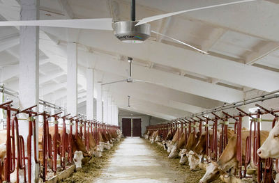 Agricultural Fans, Big Ceiling Fans for Dairy Sheds, Poulty Farms
